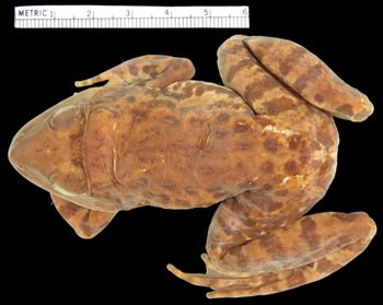 Media type: image; Herpetology A-2597